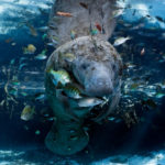florida manatee